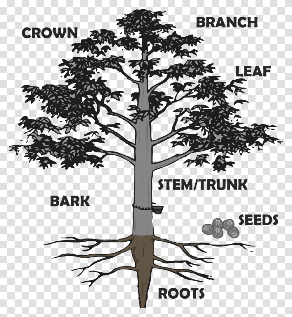 Hevea Brasiliensis Roots, Tree, Plant, Tree Trunk, Advertisement Transparent Png