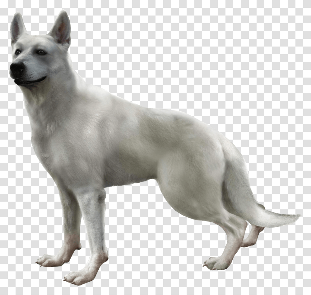Hewie Haunting Ground, White Dog, Pet, Canine, Animal Transparent Png