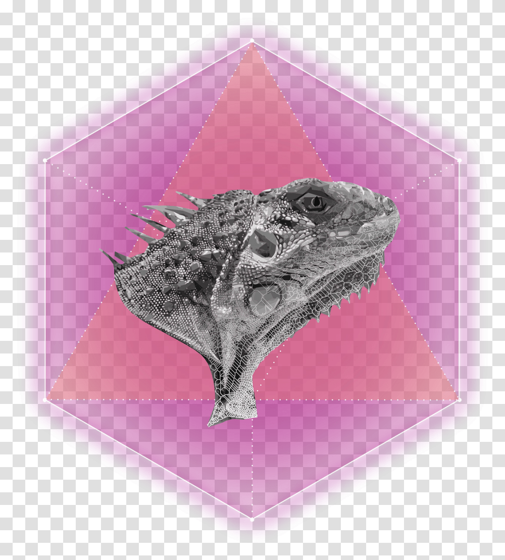 Hexagon Outline Illustration, Animal, Reptile, Lizard, Iguana Transparent Png