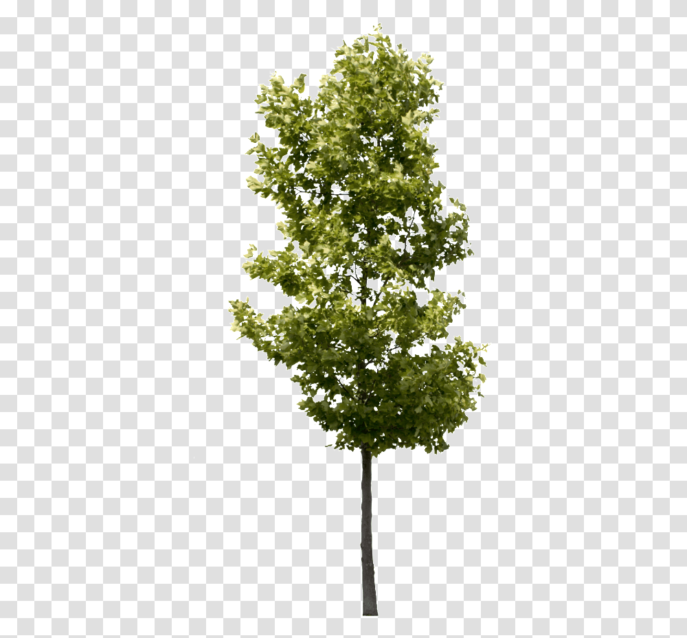Hgh Quality Tree, Plant, Maple, Pine, Pineapple Transparent Png