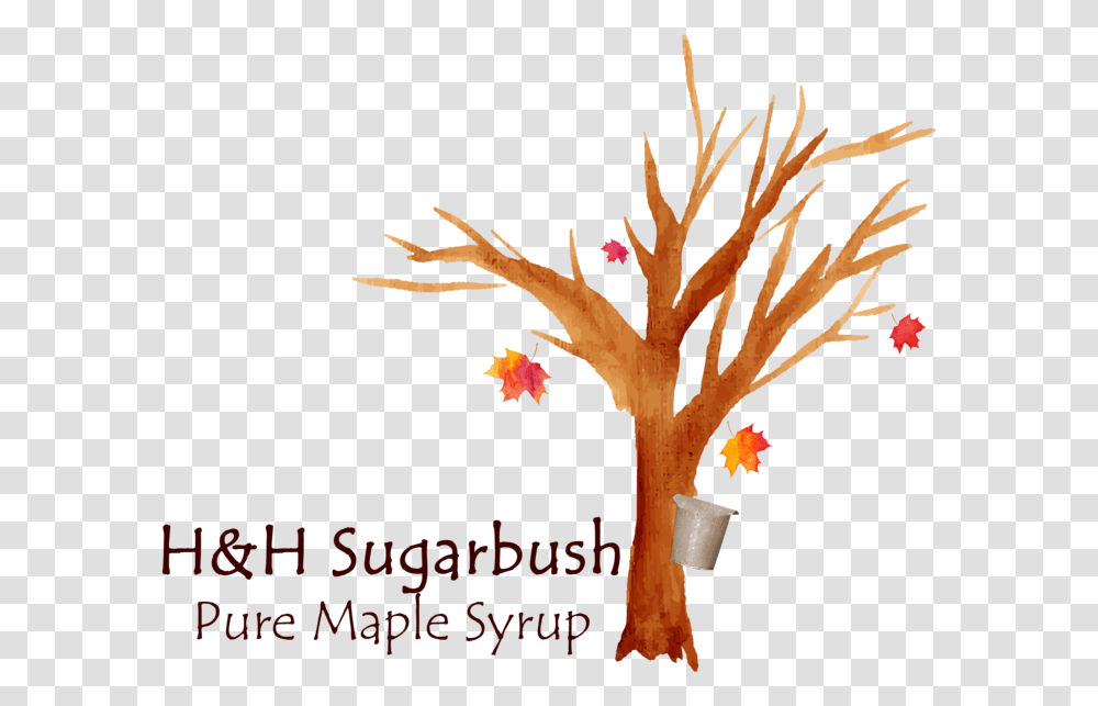 Hh Sugarbush Color Logo, Leaf, Plant, Cross Transparent Png