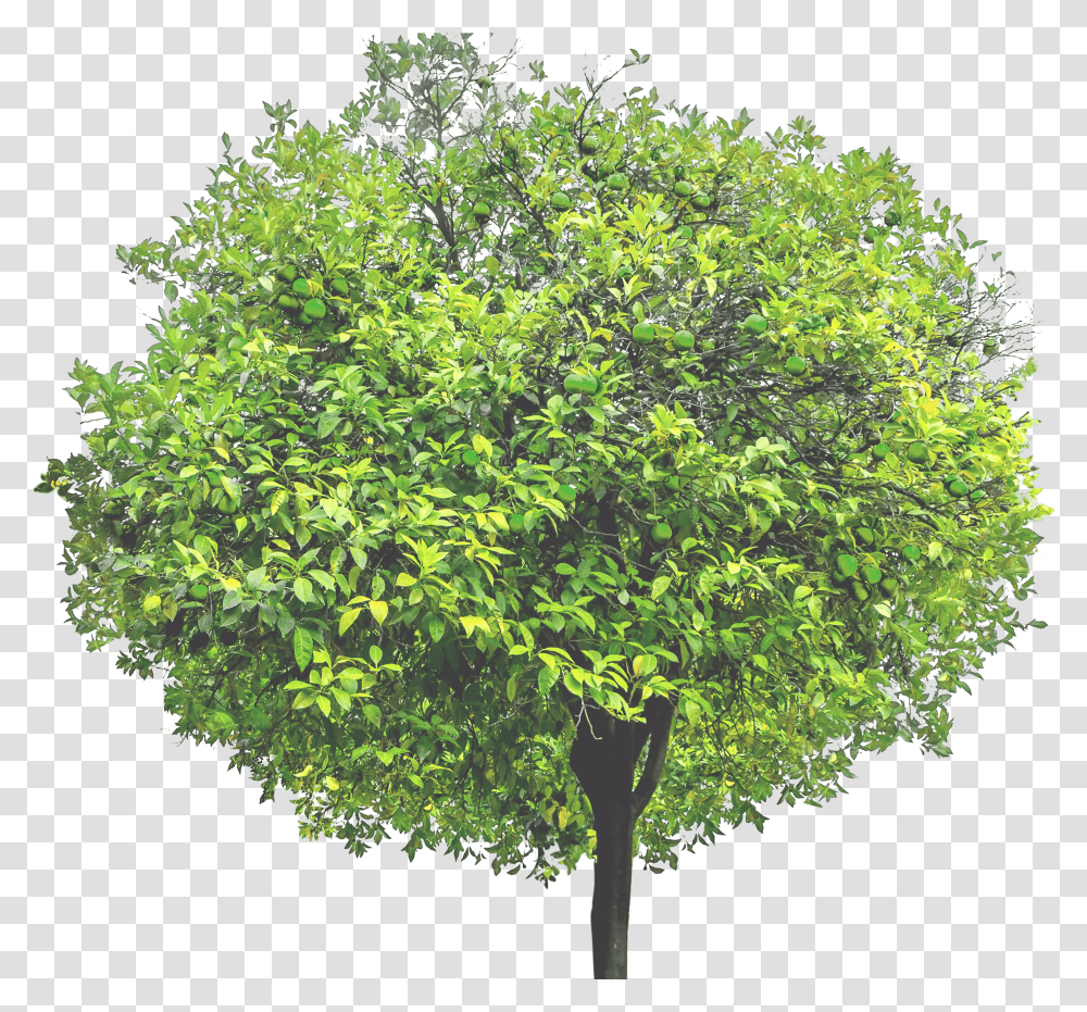 Hhd Plane, Tree, Plant, Maple, Oak Transparent Png