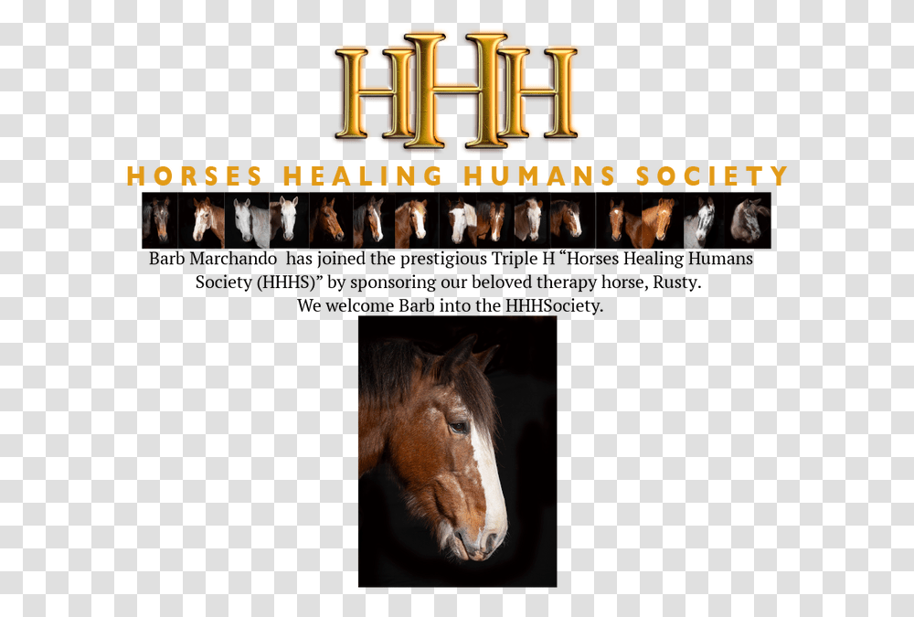 Hhh Society Mustang Horse, Mammal, Animal, Person, Human Transparent Png