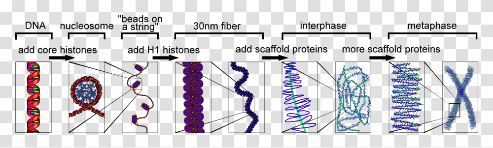 Hi C Chromatin Crosslinking, Light, Path Transparent Png