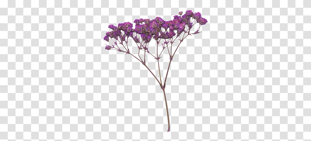 Hi Res Image Of Purple Baby's Breath Breath And Purple Flowers, Plant, Geranium, Pattern, Floral Design Transparent Png