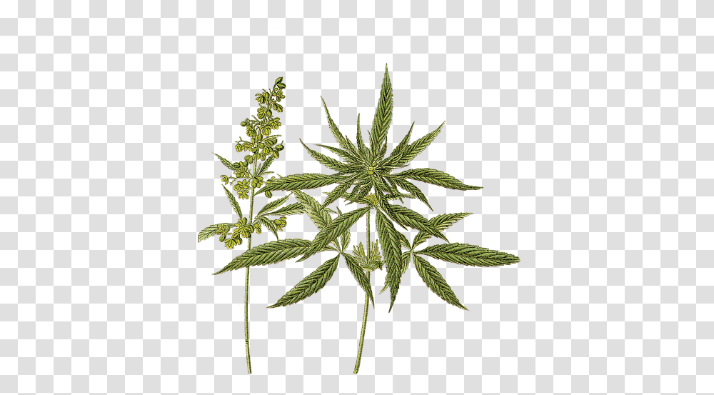 Hi Tide Medical Cannabis Dispensary Ocean City Md Does Marijuana Look Like, Plant, Hemp, Flower, Blossom Transparent Png