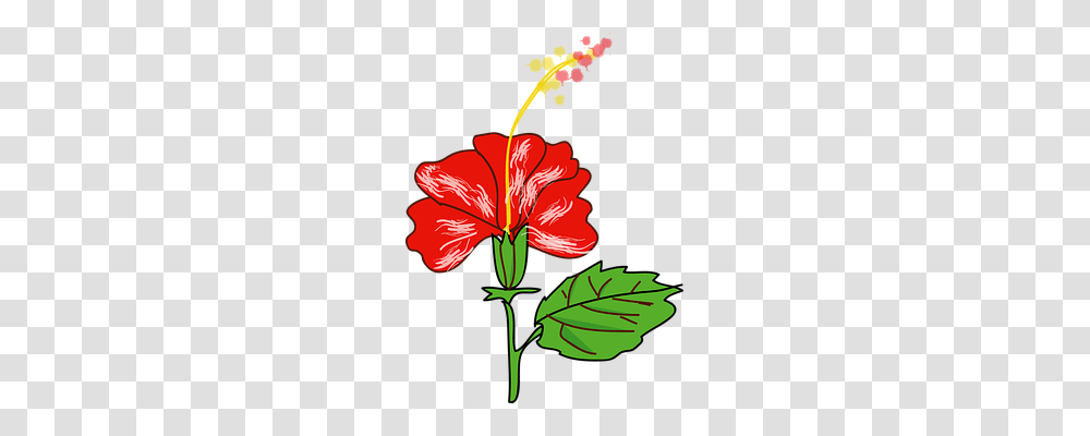 Hibiscus Nature, Plant, Flower, Blossom Transparent Png