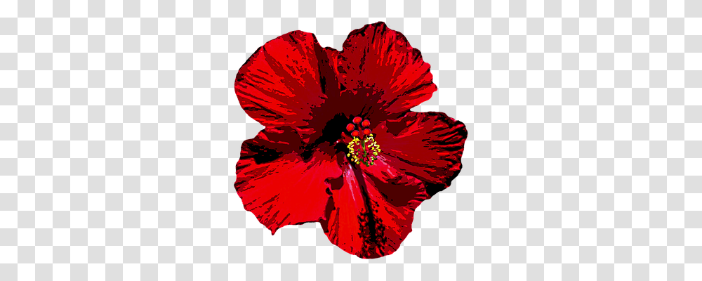 Hibiscus Nature, Plant, Flower, Blossom Transparent Png