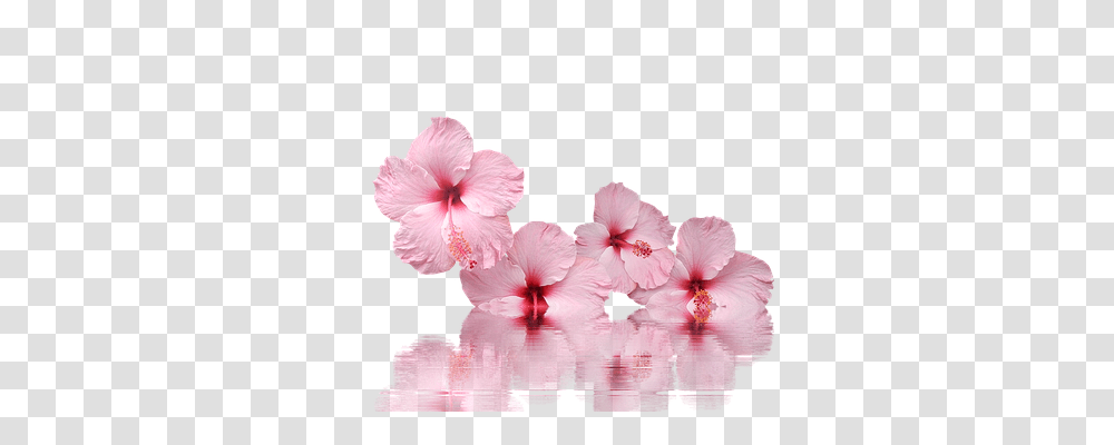 Hibiscus Nature, Plant, Geranium, Flower Transparent Png