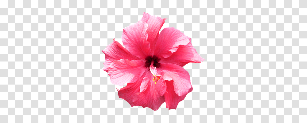 Hibiscus Nature, Flower, Plant, Blossom Transparent Png