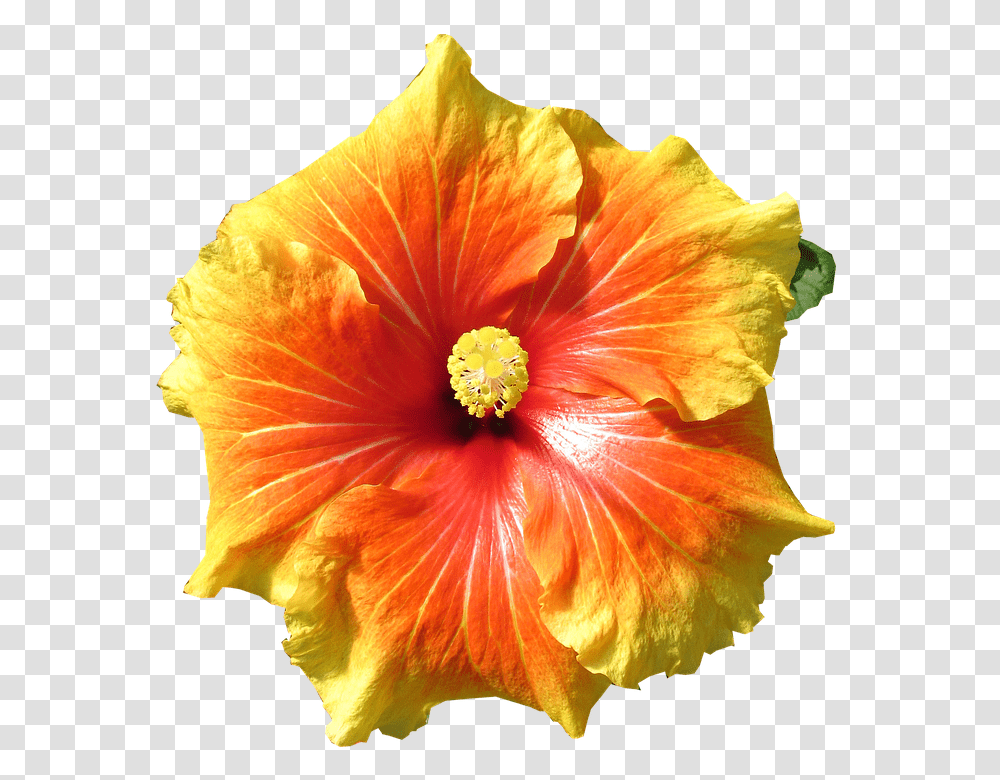 Hibiscus 960, Flower, Plant, Blossom, Petal Transparent Png