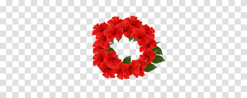 Hibiscus Flower, Plant, Blossom, Wreath Transparent Png