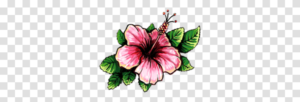 Hibiscus Blood Brothers Wiki Fandom Hibiscus Flower Drawing, Plant, Blossom, Anther, Petal Transparent Png