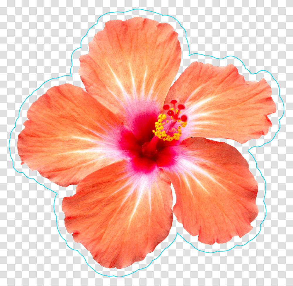 Hibiscus Border Hibiscus Flower Sticker, Plant, Blossom, Petal, Geranium Transparent Png