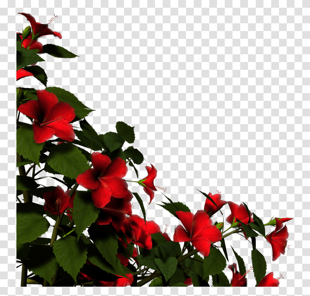 Hibiscus Border, Plant, Leaf, Flower, Blossom Transparent Png