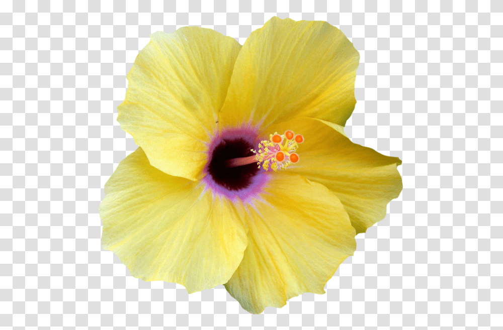 Hibiscus Border Yellow Hibiscus Flower, Plant, Blossom, Honey Bee, Insect Transparent Png