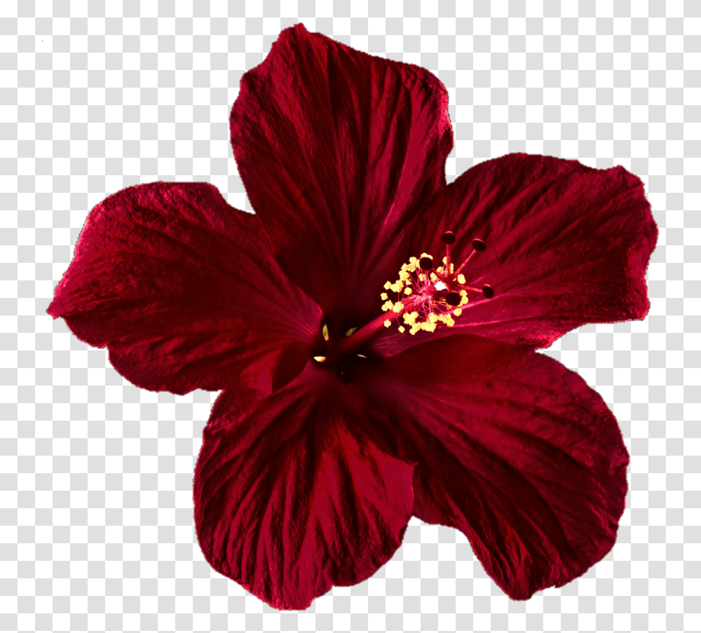 Hibiscus Clipart Tumblr Dark Red Hibiscus Flower, Plant, Blossom, Petal, Geranium Transparent Png