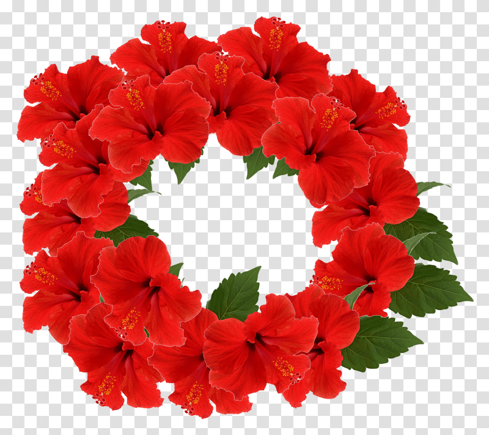 Hibiscus Crown Flower Free Image On Pixabay Flower, Geranium, Plant, Blossom Transparent Png