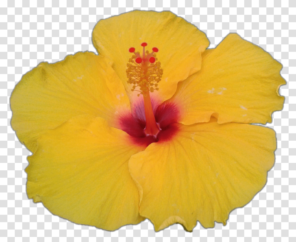 Hibiscus Fleur Flower Jaune Yellow Ftestickers Chinese Hibiscus, Plant, Blossom Transparent Png