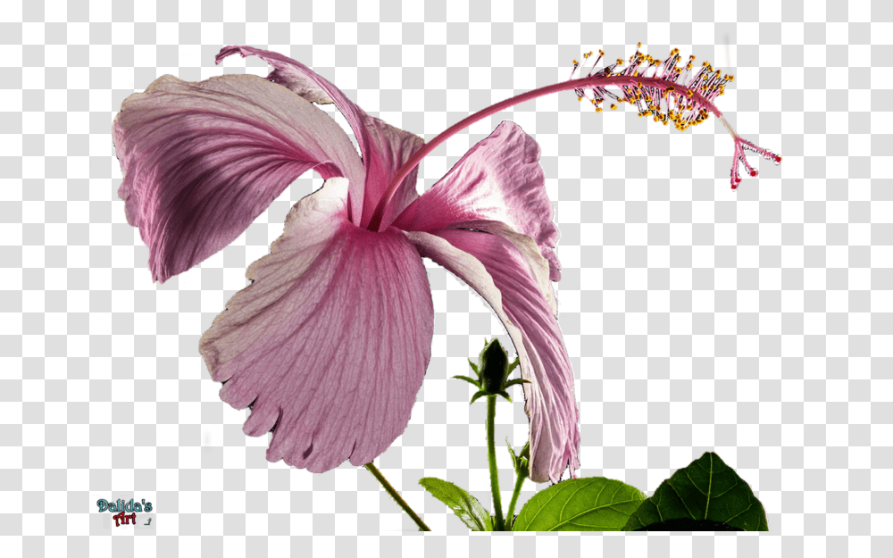 Hibiscus Fleur Hibiscus Fond, Plant, Flower, Blossom, Petal Transparent Png
