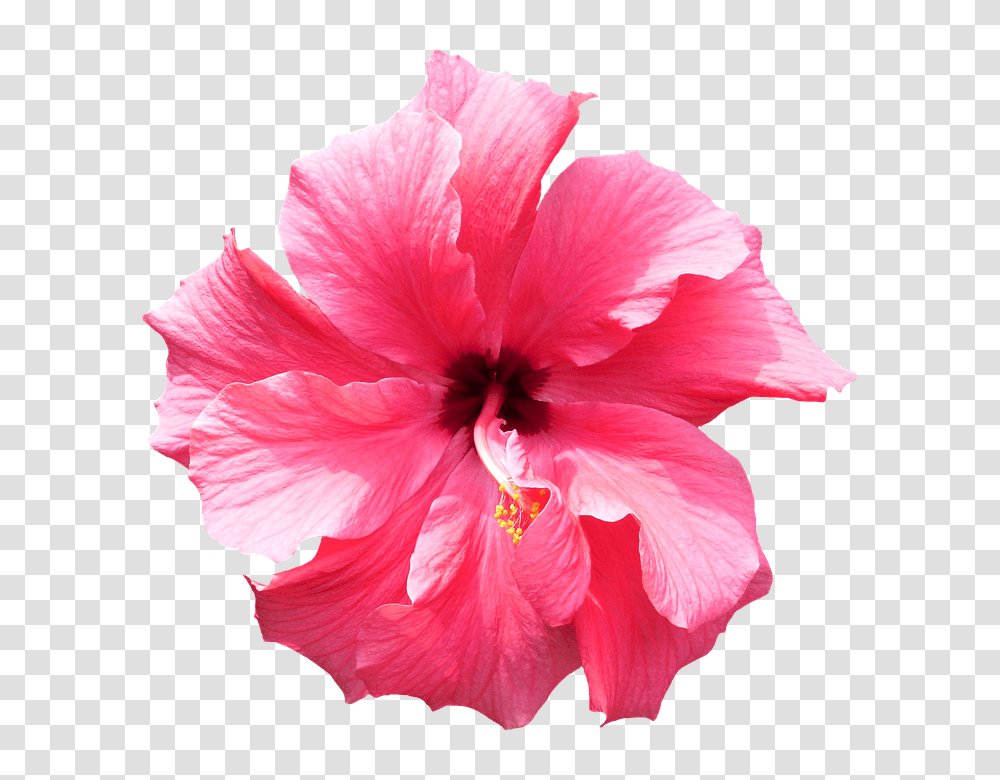 Hibiscus Flower 3 Image Background Tropical Flowers, Plant, Blossom Transparent Png