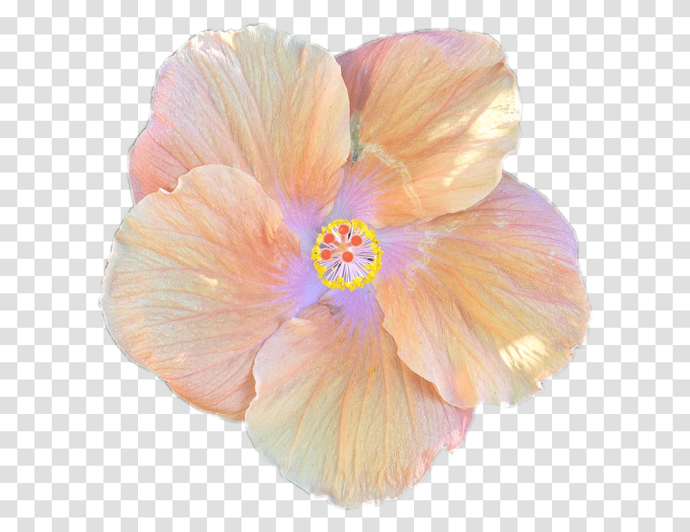 Hibiscus Flower Cartoon 19 Buy Clip Hibiscus, Plant, Blossom, Petal, Geranium Transparent Png