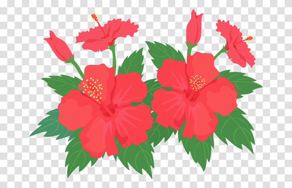 Hibiscus Flower Clipart Hawaiian Hibiscus, Plant, Blossom Transparent Png