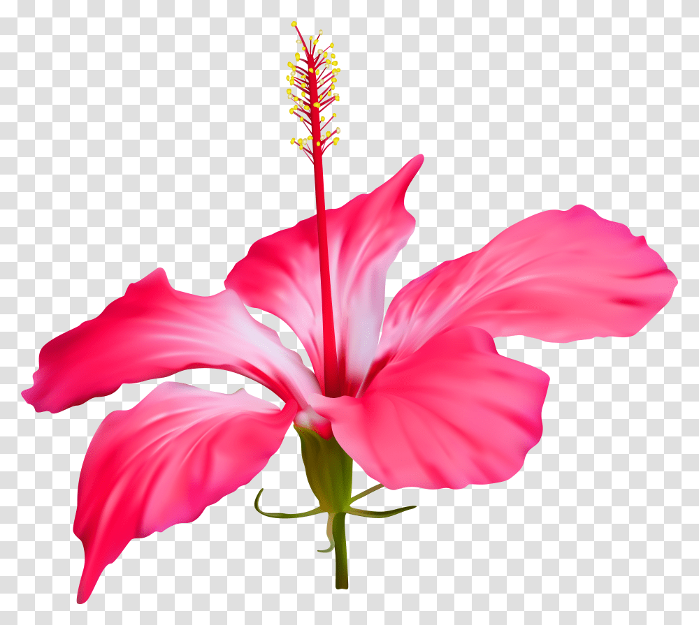 Hibiscus Flower Files Background Hibiscus Flower Transparent Png