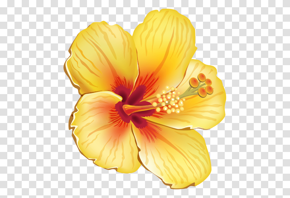 Hibiscus Flower Hawaiian Yellow Summer Tropical Hawaiian Tropical Flowers, Plant, Blossom Transparent Png
