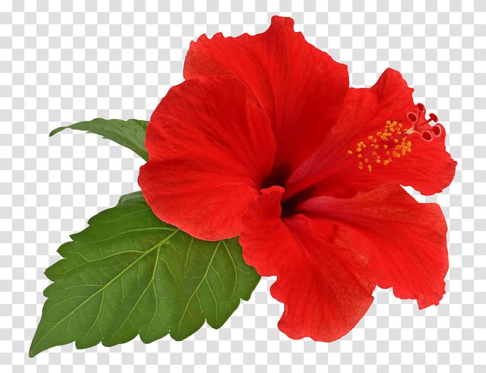 Hibiscus Flower Hibiscus, Plant, Blossom, Pollen Transparent Png