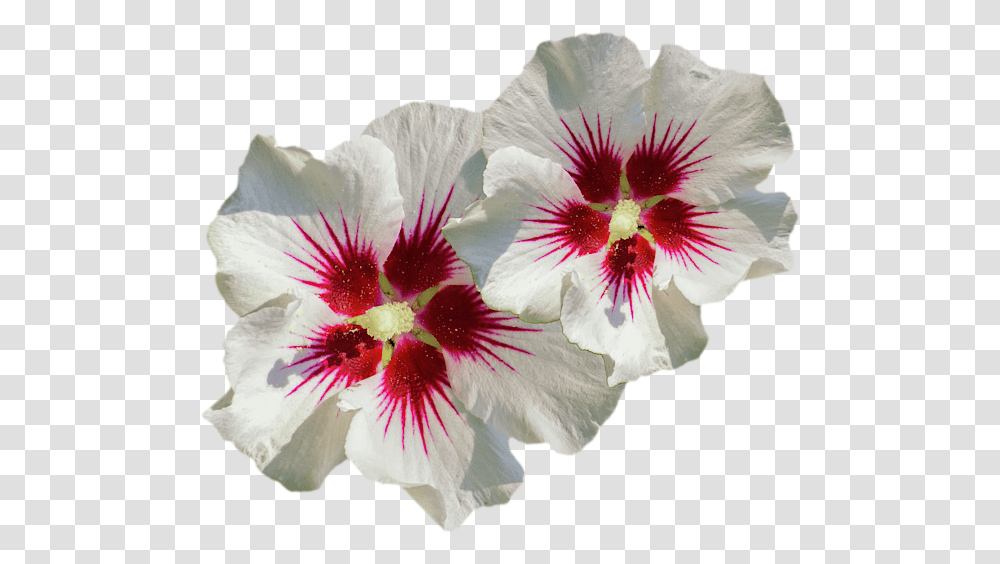 Hibiscus Flower Pattern T Shirt Hollyhocks, Geranium, Plant, Blossom, Petal Transparent Png