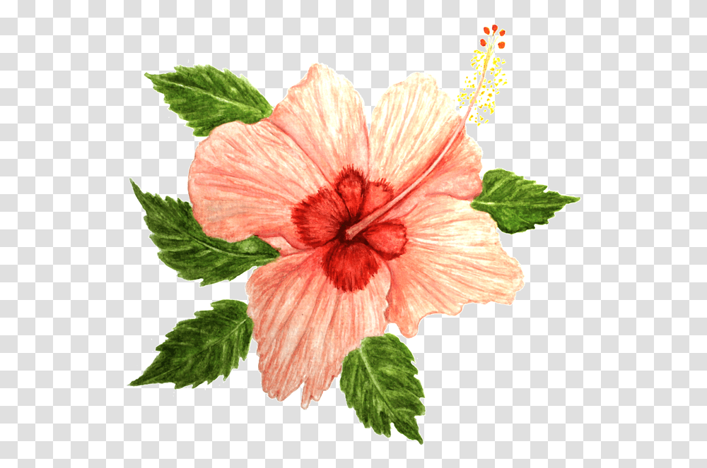 Hibiscus Flower Pink Rosemallows, Plant, Blossom, Fungus, Anther Transparent Png