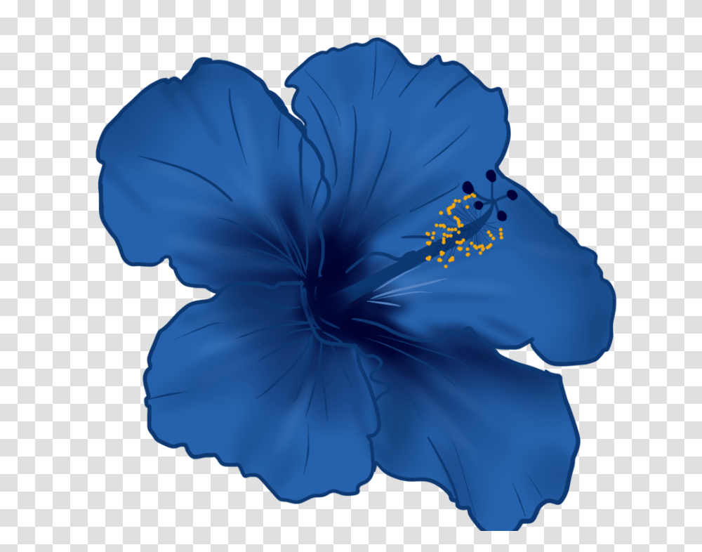 Hibiscus Flower, Plant, Blossom, Geranium Transparent Png