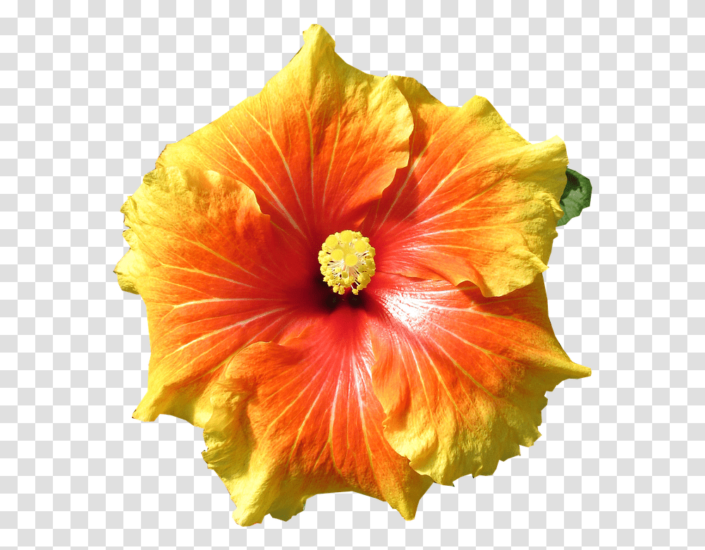 Hibiscus Flower Tropical Free Photo On Pixabay Hibiscus, Plant, Blossom, Anther, Petal Transparent Png
