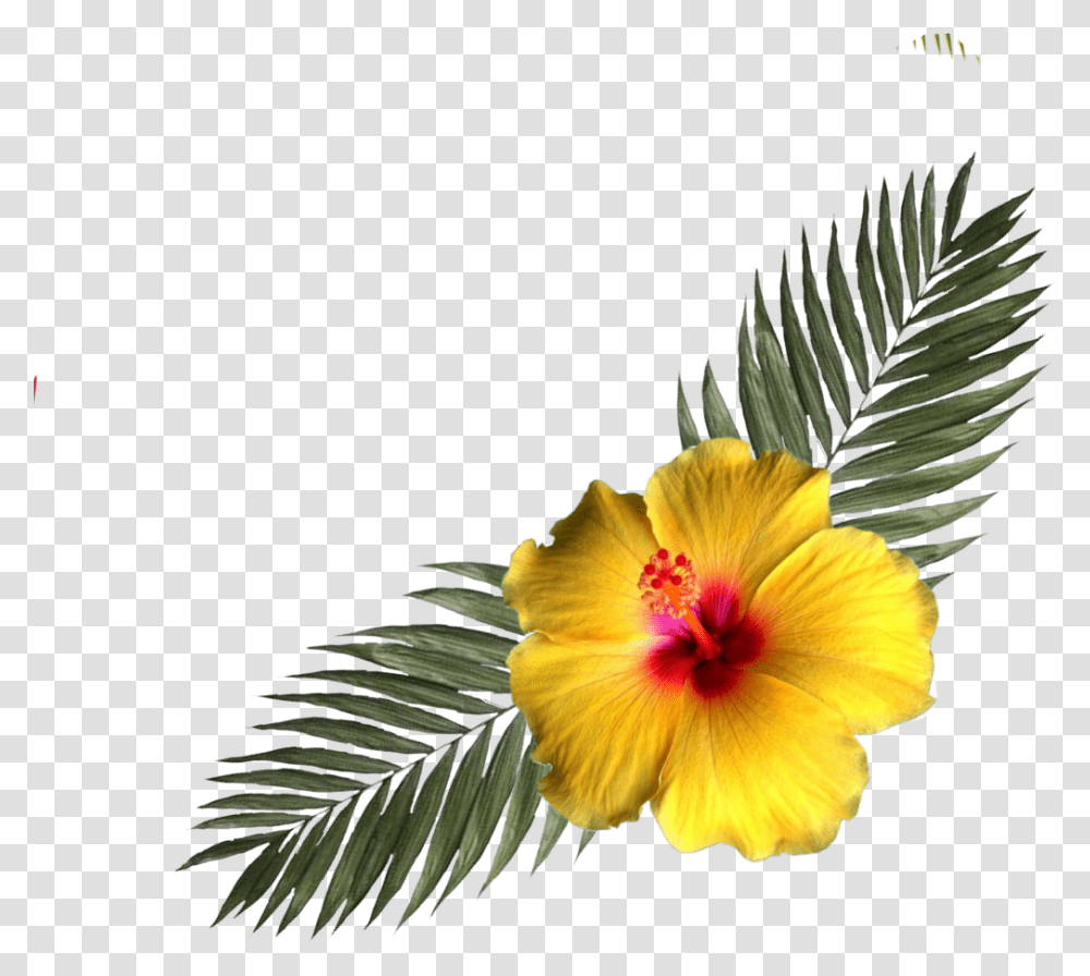 Hibiscus Flower Tropicalflower Corner Flowers Chinese Hibiscus, Plant, Blossom, Tree, Pollen Transparent Png