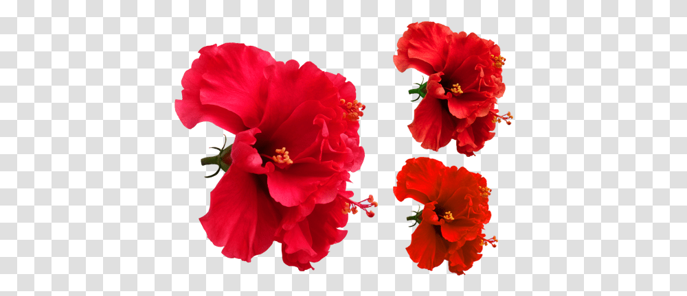 Hibiscus Flower Vector Image Hawaiian Hibiscus, Plant, Blossom, Rose, Geranium Transparent Png