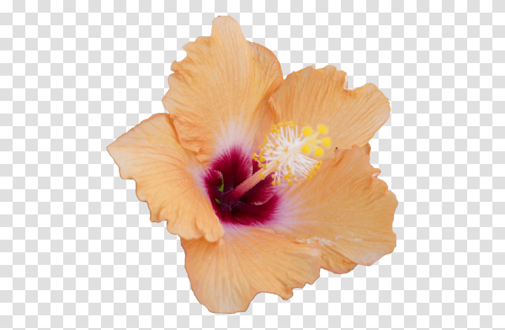 Hibiscus Flowers Hibiscus Flower Overlay, Plant, Blossom, Anther, Pollen Transparent Png