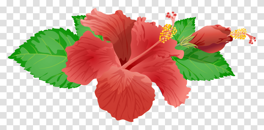 Hibiscus Flowers Hibiscus Flower, Plant, Blossom Transparent Png