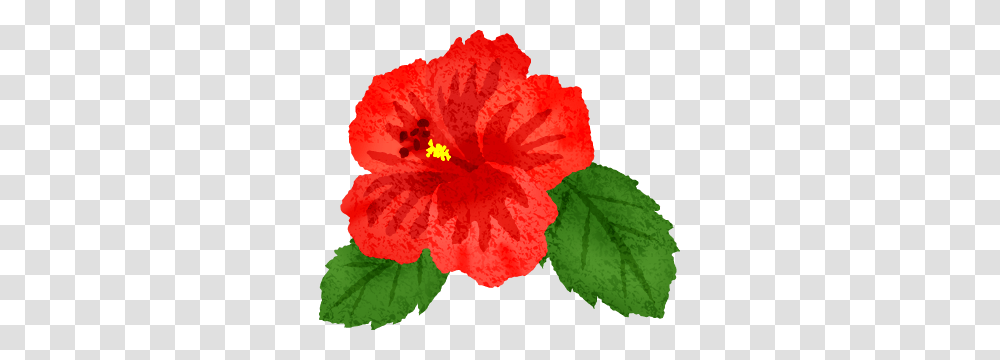 Hibiscus Free Clipart Illustrations, Plant, Flower, Blossom, Rose Transparent Png