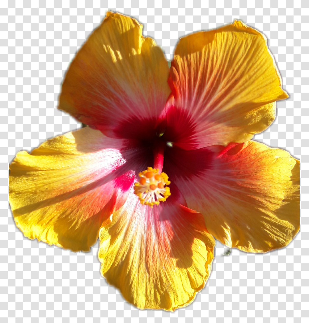Hibiscus Hawaiian Hibiscus, Plant, Flower, Blossom, Petal Transparent Png