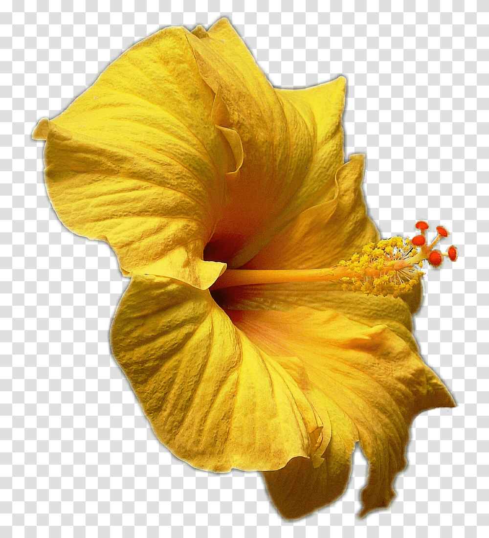 Hibiscus Hibiskus Yellow Gelb Blte Blossom Flower Hawaiian Hibiscus, Plant, Pollen, Person Transparent Png