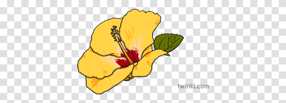Hibiscus Illustration Twinkl Black And White Flashcards For People, Plant, Flower, Blossom, Person Transparent Png