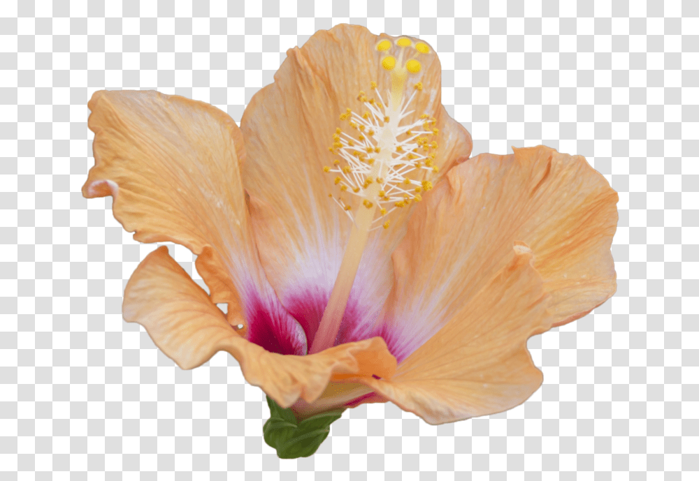 Hibiscus Image Hibiscus, Plant, Flower, Blossom, Fungus Transparent Png