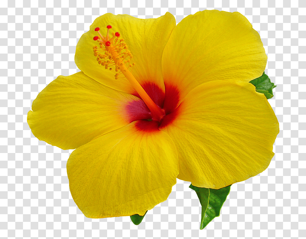 Hibiscus Image & Clipart Free Download Ywd Hibiscus, Plant, Flower, Blossom, Pollen Transparent Png
