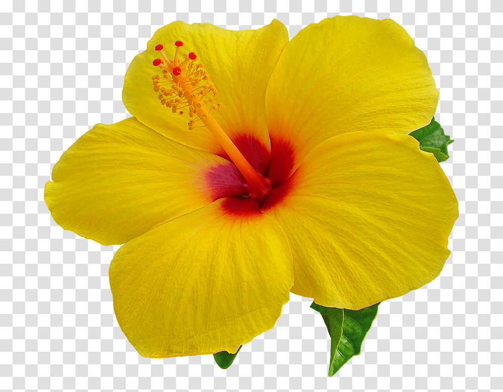 Hibiscus Images Free Download Hibiscus Flower Background, Plant, Blossom, Anther, Pollen Transparent Png