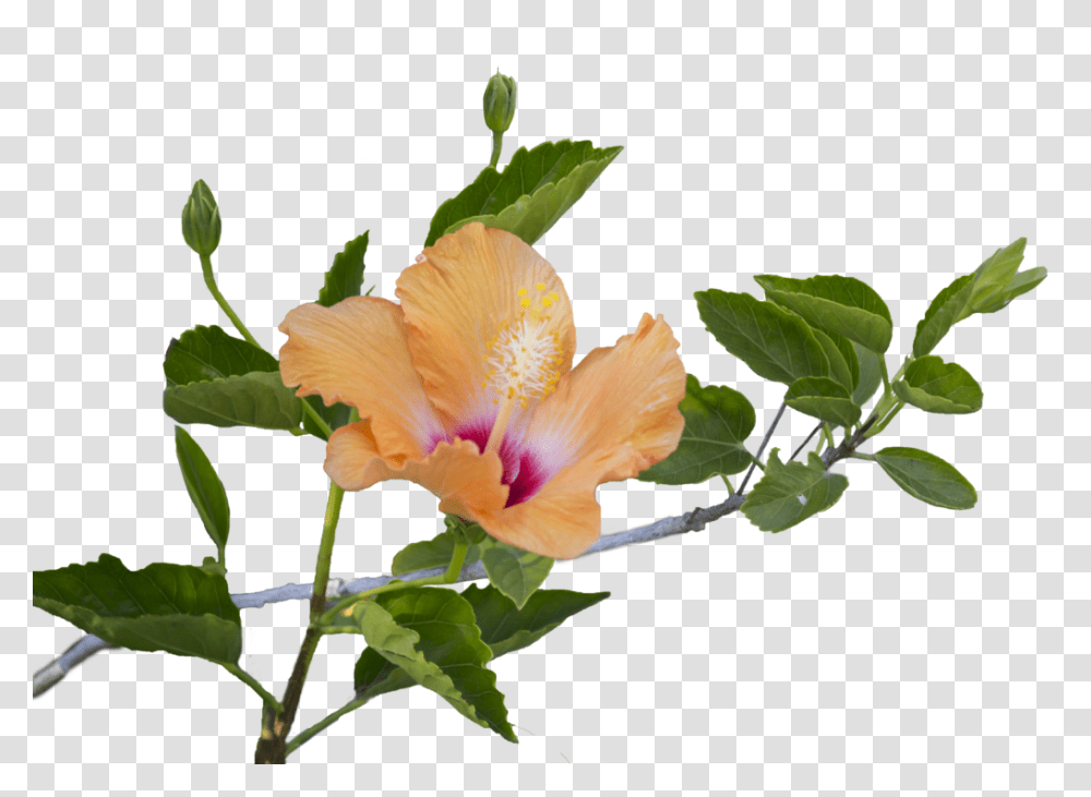 Hibiscus Leaf Hibiscus Leaf Images, Plant, Flower, Blossom, Acanthaceae Transparent Png