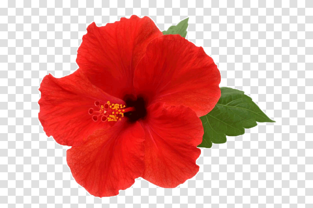 Hibiscus Picture, Plant, Flower, Blossom, Honey Bee Transparent Png