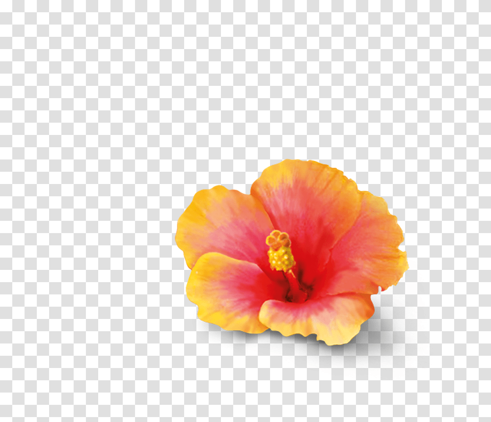 Hibiscus, Plant, Flower, Blossom, Anther Transparent Png