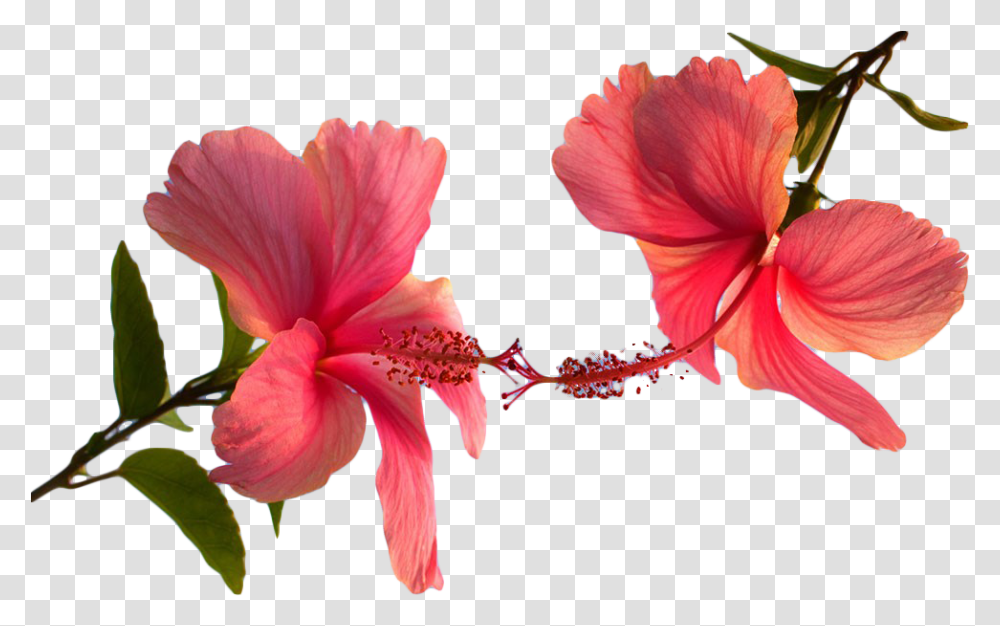 Hibiscus Plant, Flower, Blossom, Petal, Pollen Transparent Png