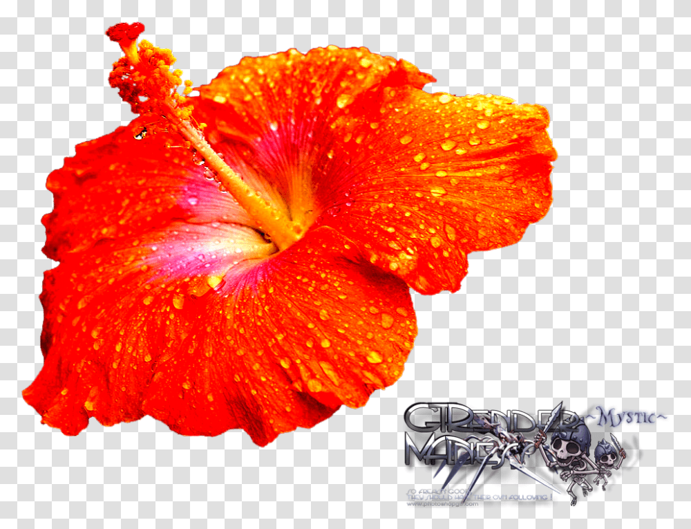 Hibiscus, Plant, Flower, Blossom, Petal Transparent Png